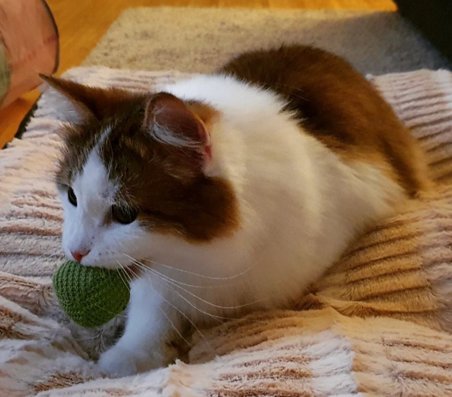 Sibirisk katt Alekto